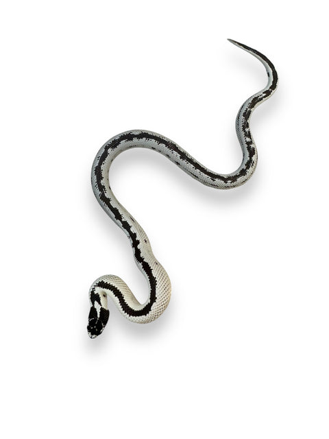 KING SNAKE, ICEY CALIFORNIA