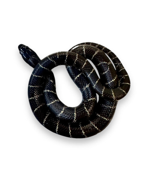 KING SNAKE, HYPER BANDED CALIFORNIA – Port Credit Pets