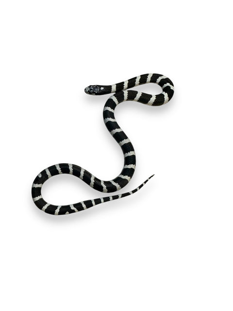 KING SNAKE, DESERT BANDED CALIFORNIA WHITE