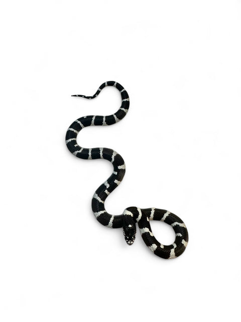 KING SNAKE, DESERT BANDED CALIFORNIA WHITE