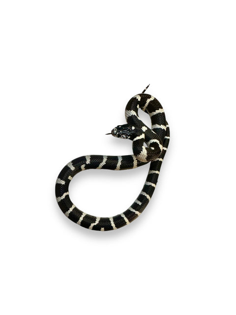 KING SNAKE, DESERT BANDED CALIFORNIA WHITE