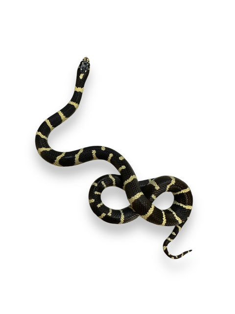 KING SNAKE, COASTAL BANDED DARK CALIFORNIA