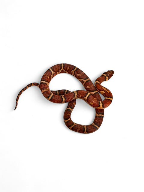 CORN SNAKE, JUNGLE HYBRID