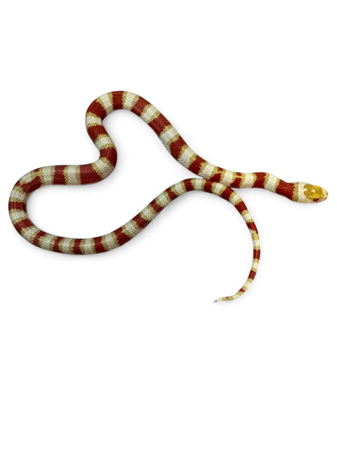 KING SNAKE, ALBINO ARIZONA MOUNTAIN