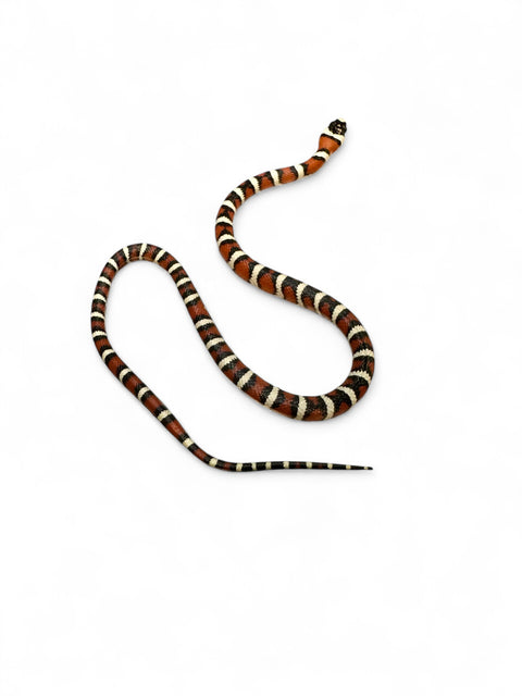 KING SNAKE, ARIZONA MOUNTAIN