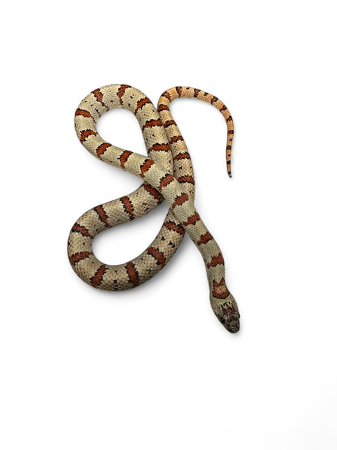 KING SNAKE, VARIABLE