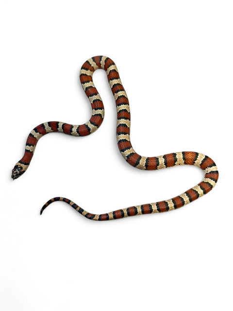 KING SNAKE, VARIABLE