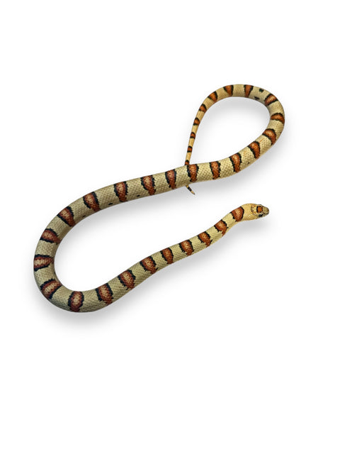 KING SNAKE, VARIABLE