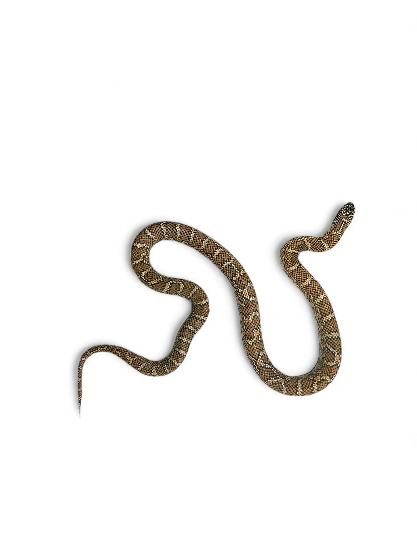KING SNAKE, FLORIDA