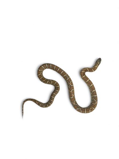 KING SNAKE, FLORIDA