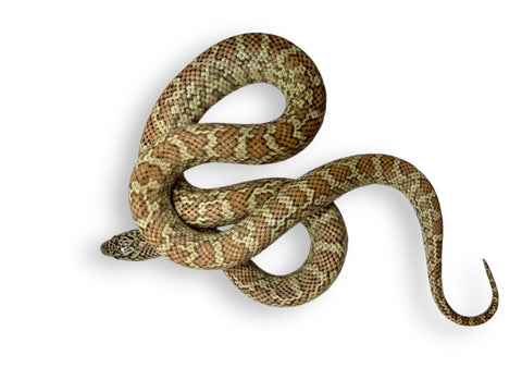 KING SNAKE, HYPO FLORIDA JUVENILE