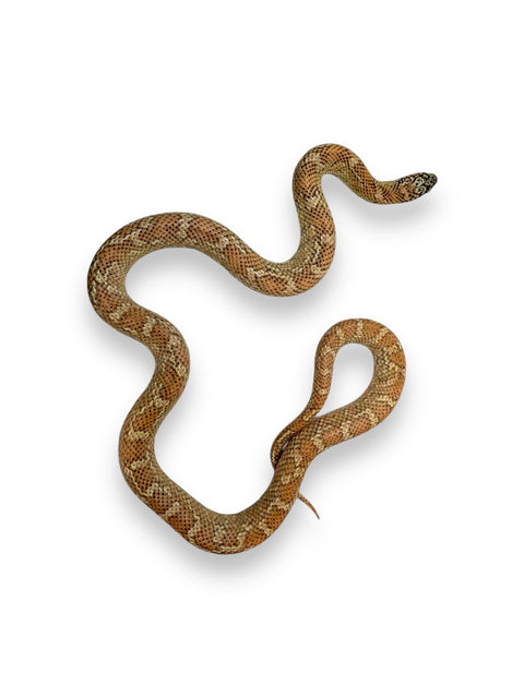 KING SNAKE, HYPO FLAME FLORIDA JUVENILE