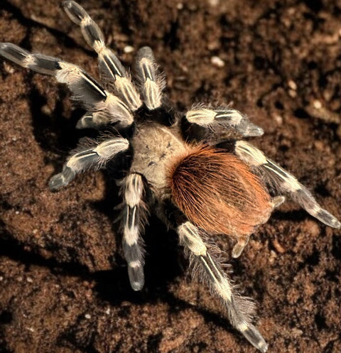 TARANTULA, NHANDU VITALIUS CHROMATUS "BRAZILIAN RED AND WHITE" (5" FEMALE)