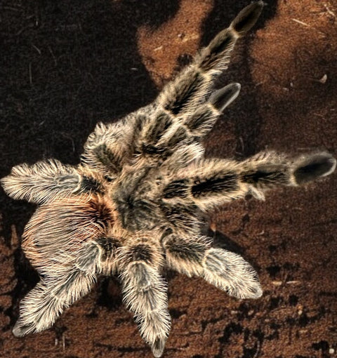 TARANTULA, LASIODORA DIFFICILLIS "BRAZILIAN RED BIRDEATER" (6" FEMALE)