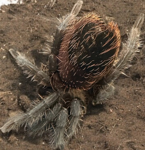 TARANTULA,TLILTOCATL VAGANS "MEXICAN RED RUMP"