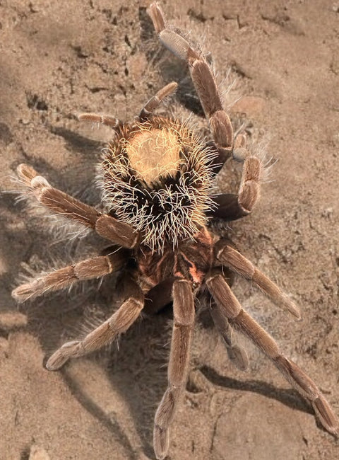 TARANTULA, XENESTHIS IMMANI "COLUMBIAN LESSER BLACK"  (6" FEMALE)