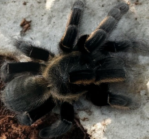 TARANTULA, ORNITHOCTONUS AUREOTIBIALIS "THAILAND GOLDEN FRINGE" (3.5" FEMALE)