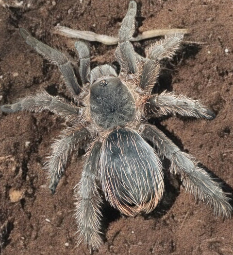 TARANTULA, COTZTETLANA SP. MORELOS "MEXICAN FAT LEG" (2")