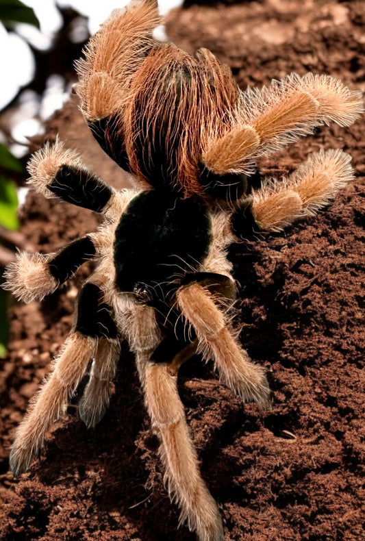 TARANTULA, MEGAPHOBEMA ROBUSTUM "COLUMBIAN GIANT RED LEG" (1")