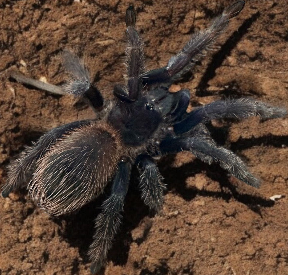 TARANTULA, LASIOCYANO SAZIMAI "BRAZILIAN BLUE" (2.5-3")