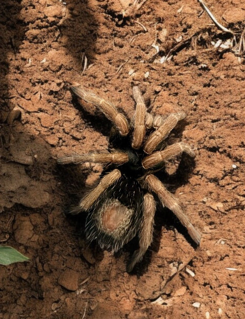 TARANTULA, KOCHIANA BRUNNIPES "DWARF PINK LEG" (2.5")