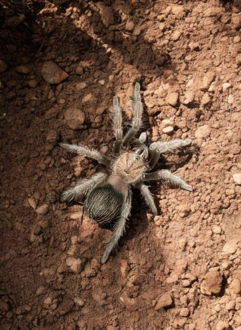 TARANTULA, BRACHYPELMA ALBICEPS "MEXICAN GOLDEN RED RUMP" (1.5")