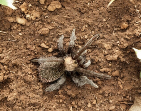 TARANTULA, BRACHYPELMA ALBICEPS "MEXICAN GOLDEN RED RUMP" (3")