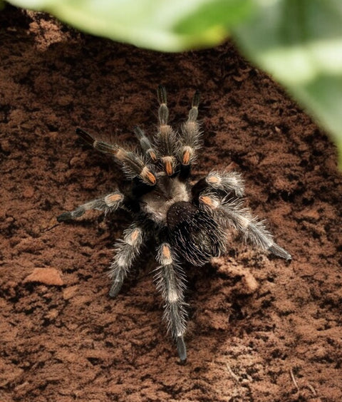 TARANTULA, BRAXHYPELMA AURATUM "MEXICAN FLAME KNEE" (1.5")