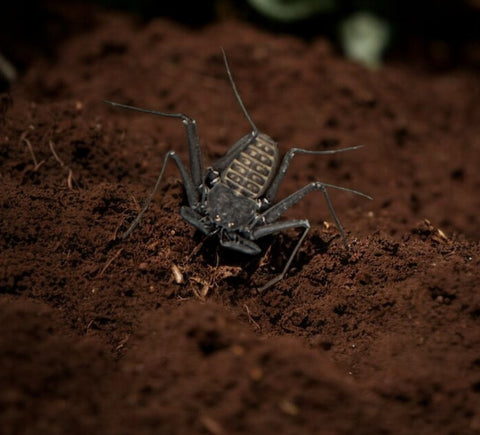 SCORPION, TAILLESS WHIP PHRYNUS MEXICANUS