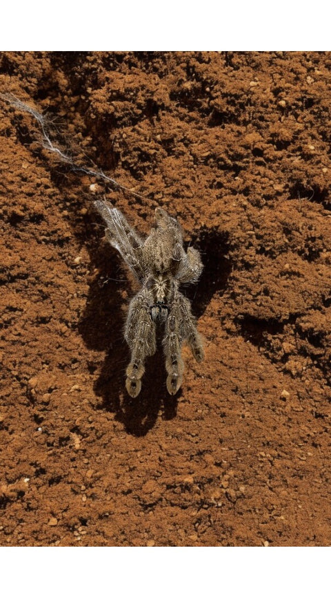 TARANTULA, HETEROSCODRA MACULATA "TOGO STARBURST BABOON" (2-3")