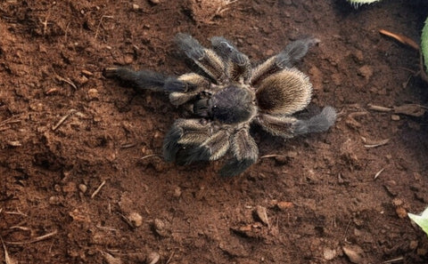 TARANTULA, MONOCENTROPUS BALFOURI "SOCOTRA ISLAND BLUE BABOON" (2 1/2- 4")