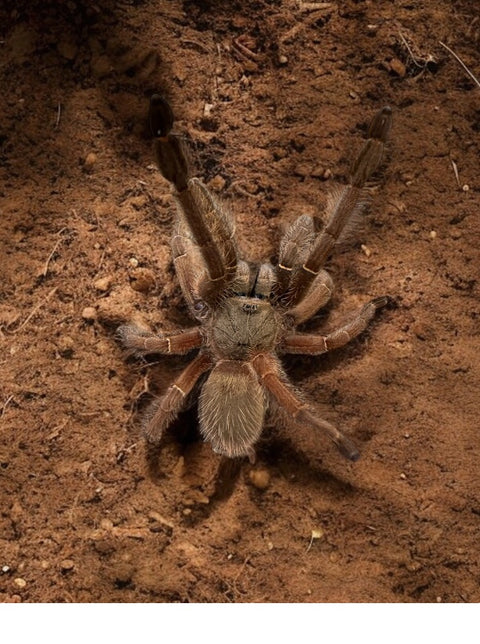 TARANTULA, SELENOCOSMIA JAVANENSIS "JAVA YELLOW KNEE"