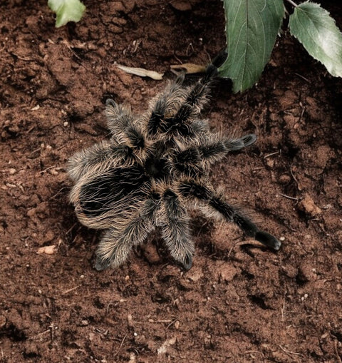 TARANTULA, TLITLTOCATL ALBOPILOSUS "HONDURAN CURLY HAIR" (4")