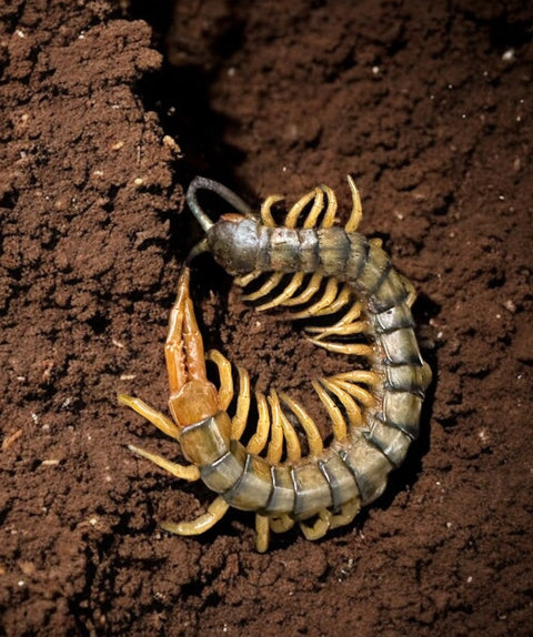 CENTIPEDE, ETHMOSTIGMUS TRIGONOPODUS "BLUE RINGED" (4-5")