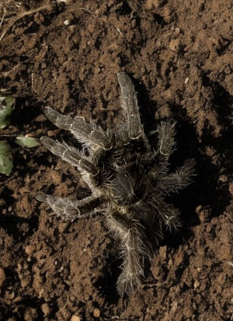 TARANTULA, CERATOGYRUS MARSHALLI "GREAT HORNED BABOON" (1.5")