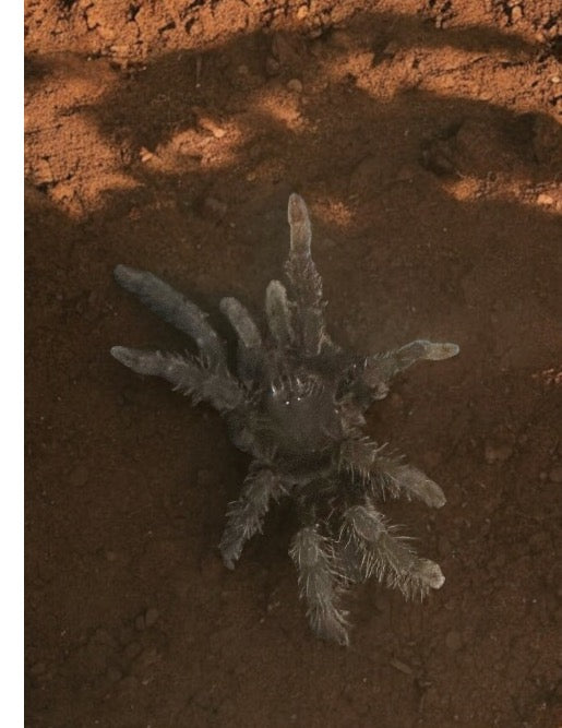 TARANTULA, HYSTEROCRATES GIGAS "CAMEROON RED BABOON" - MALE (2")