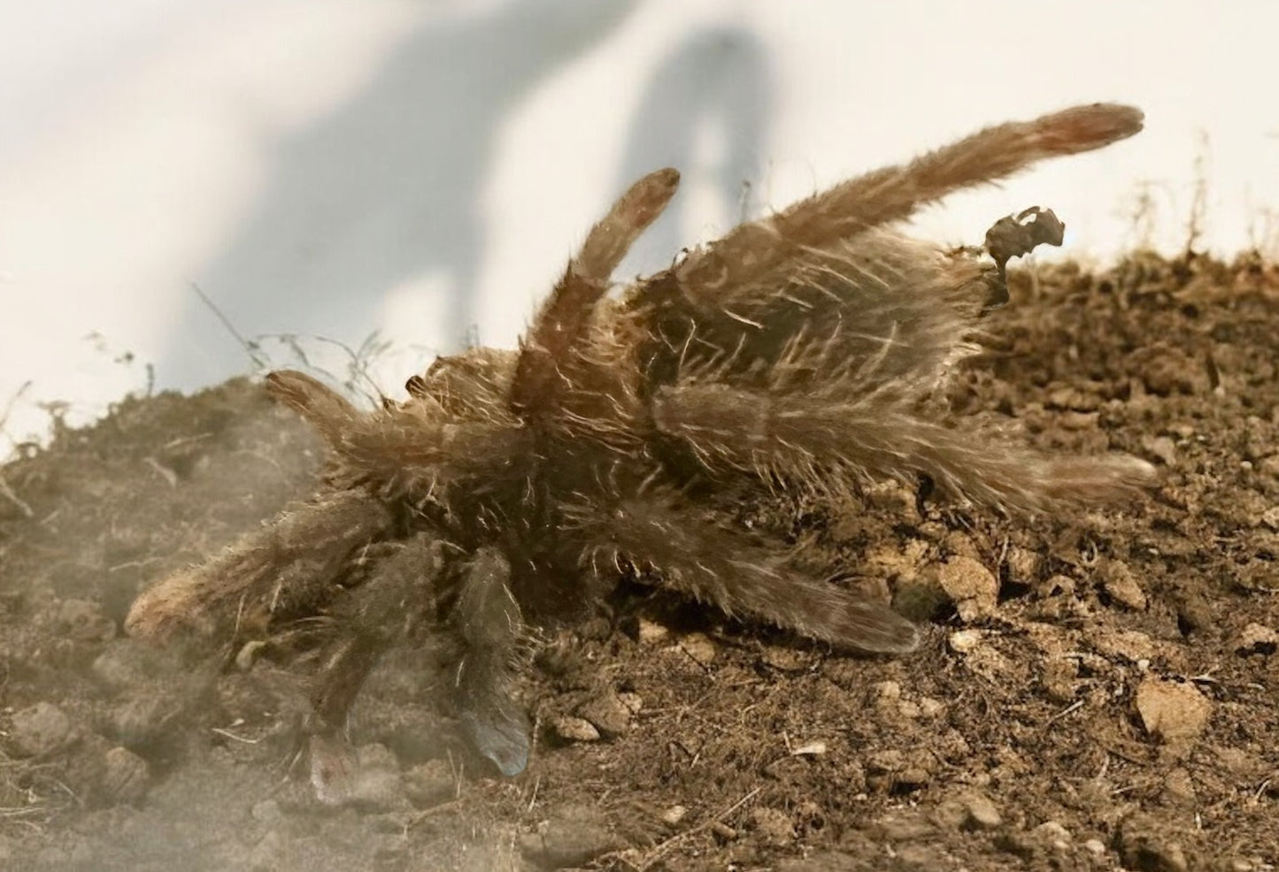 TARANTULA, HYSTEROCRATES GIGAS "CAMEROON RED BABOON" - MALE (2")