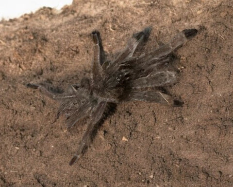 TARANTULA, PSALMOPOEUS CABRIDGEI "TRINIDAD CHEVRON" (3/4")