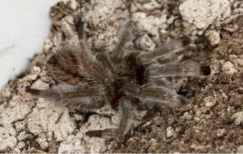 TARANTULA, PSALMOPOEUS CABRIDGEI "TRINIDAD CHEVRON" (3/4")