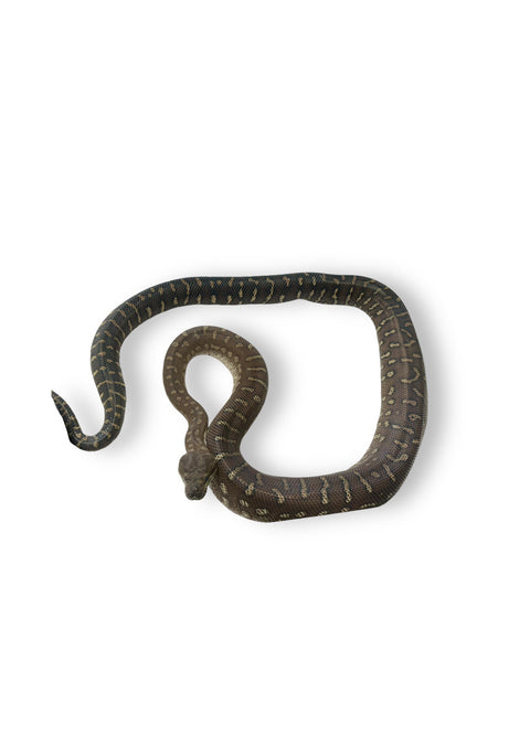 CARPET PYTHON, BREDL'S ADULT