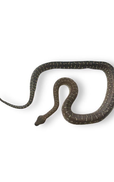 CARPET PYTHON, BREDL'S ADULT