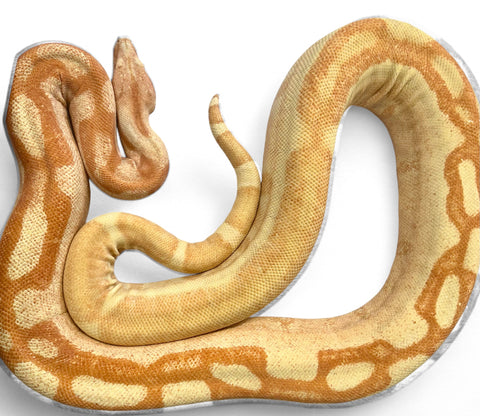 BOA, SUPER SUNGLOW ADULT