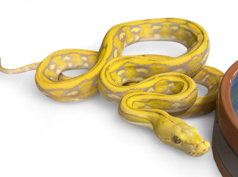 RETICULATED PYTHON, SUPER DWARF ALBINO SUPER TIGER