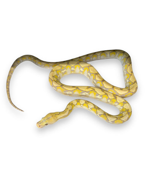 RETICULATED PYTHON, 75% SUPER DWARF PURPLE ALBINO SUPER TIGER