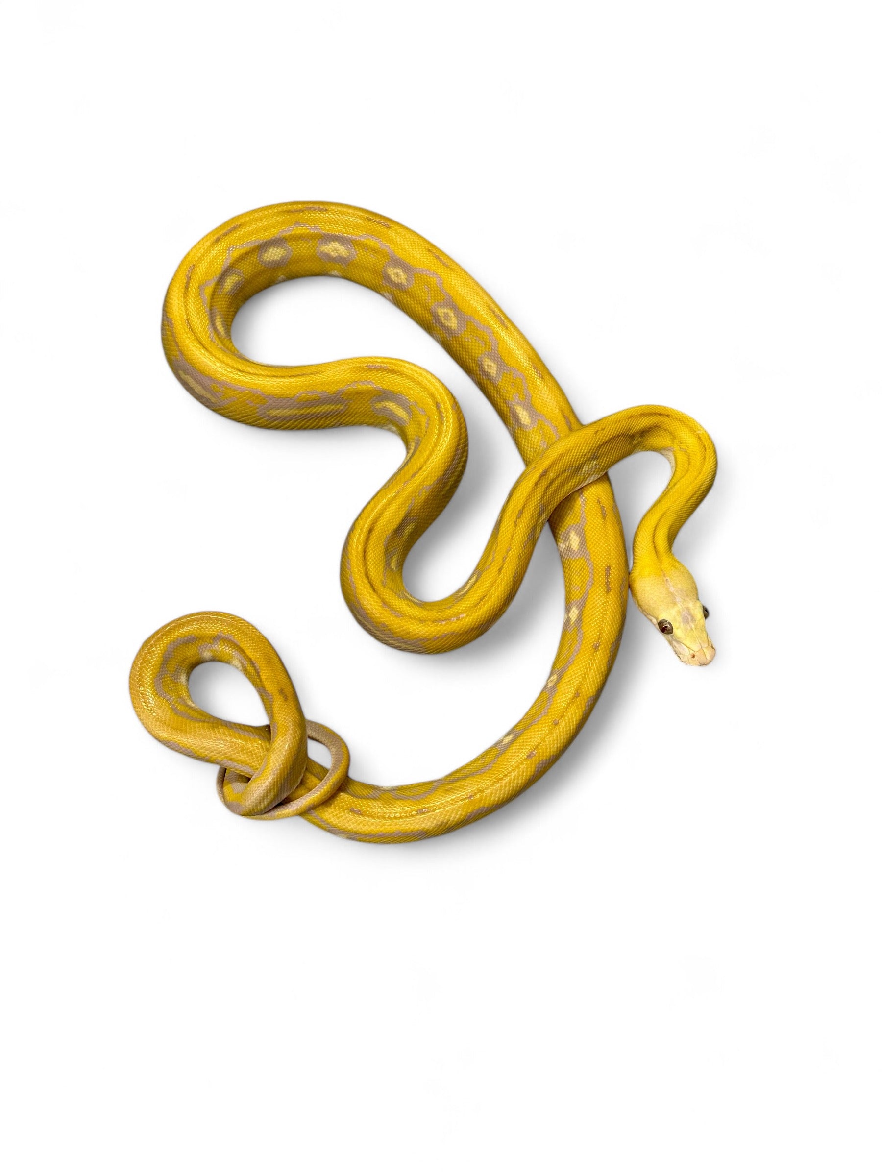 Albino Super Tiger Reticulated Python Motley Super Tiger At Pp