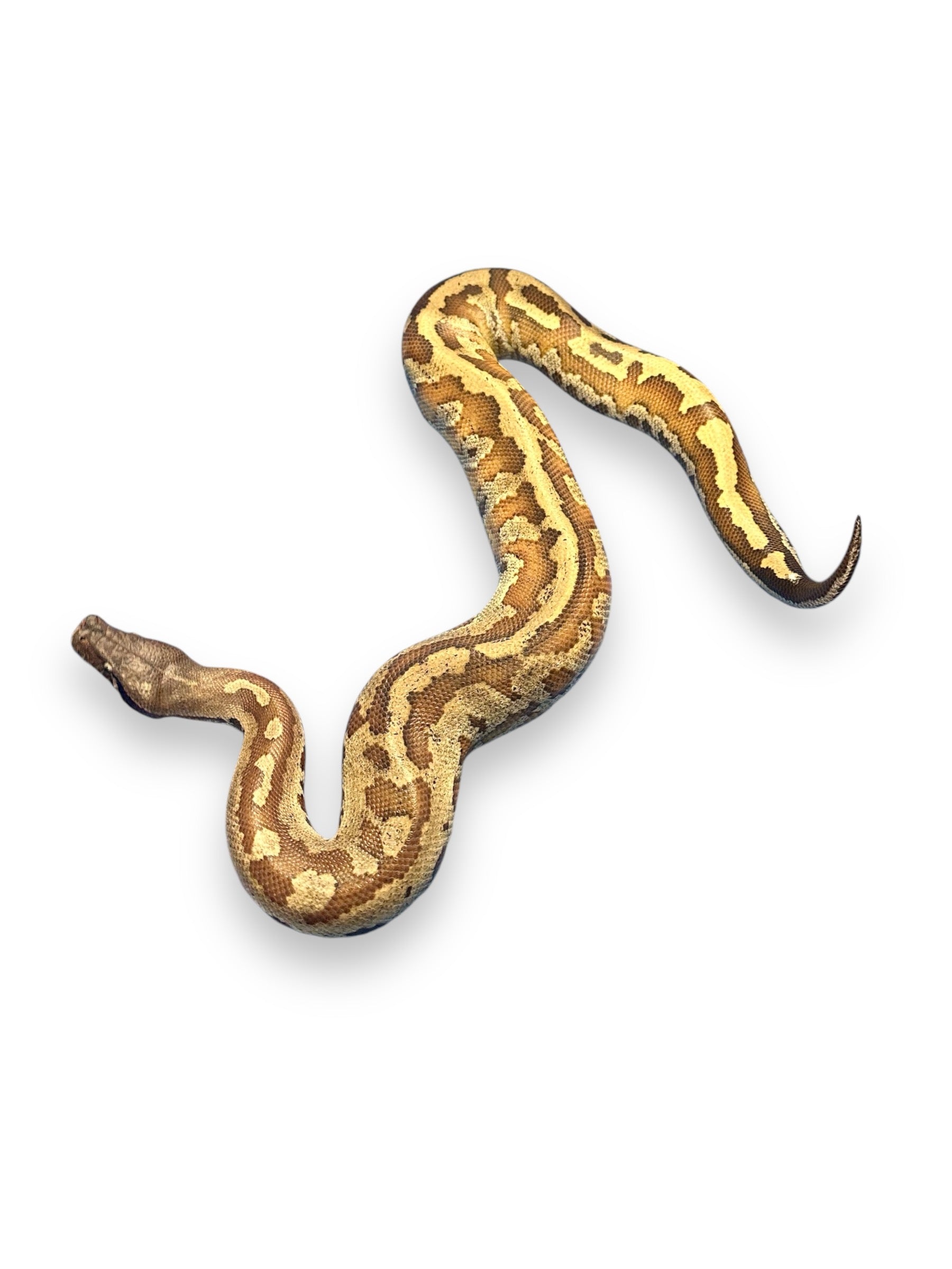 Blonde Python BLOOD PYTHON, BLONDE ADULT – Port Credit Pets