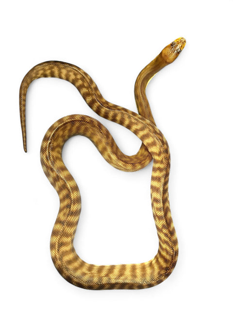 WOMA PYTHON ADULT