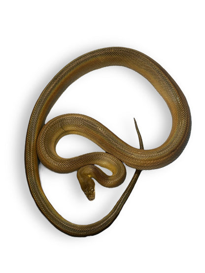 Water Python Identification WATER PYTHON AUSTRALIAN – Port Credit Pets