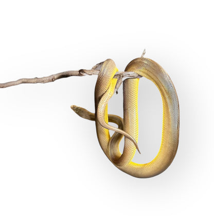 WATER PYTHON AUSTRALIAN