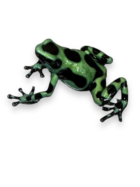 DART FROG, GREEN AND BLACK